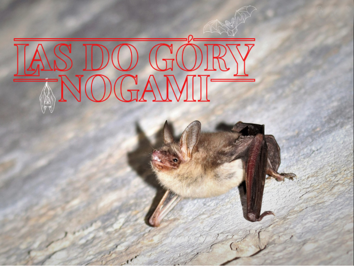 Las&#x20;do&#x20;góry&#x20;nogami