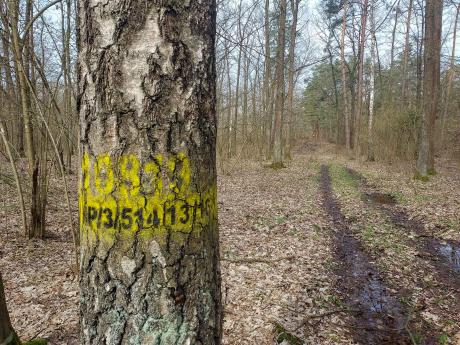 Nabór do Zespołu Lokalnej Współpracy w Nadleśnictwie Chełm