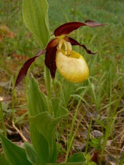 Obuwik pospolity <i>(Cypripedium calceolus L.)<i>