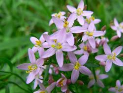 Centuria pospolita <i> (Centaurium erythraea Rafn)<i>