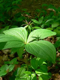 Czworolist pospolity <i>(Paris quadrifolia L.)<i>