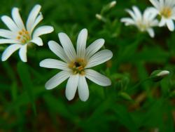 Gwiazdnica wielkokwiatowa <i>(Stellaria holostea L.)<i>
