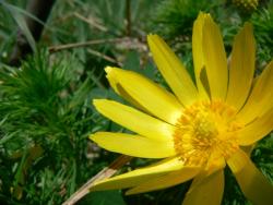 Miłek wiosenny <i>(Adonis vernalis L.)<i>