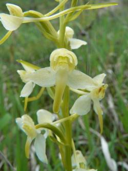 Podkolan zielonawy <i>(Platanthera chlorantha)<i>
