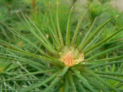 Sosna zwyczajna <i>(Pinus sylvestris L.)<i>