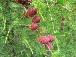 Modrzew europejski <i>(Larix decidua Mill.)<i>