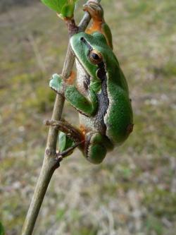 Rzekotka drzewna <i>(Hyla arborea)<i>