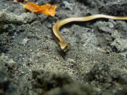 Padalec zwyczajny <i>(Anguis fragilis)<i>