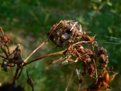 Krzyżak <i>(Araneus)<i>