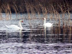 Łabędź niemy <i>(Cygnus olor)<i>